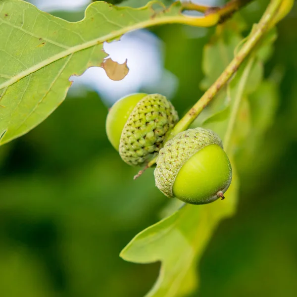 Twee jonge groene eikels — Stockfoto