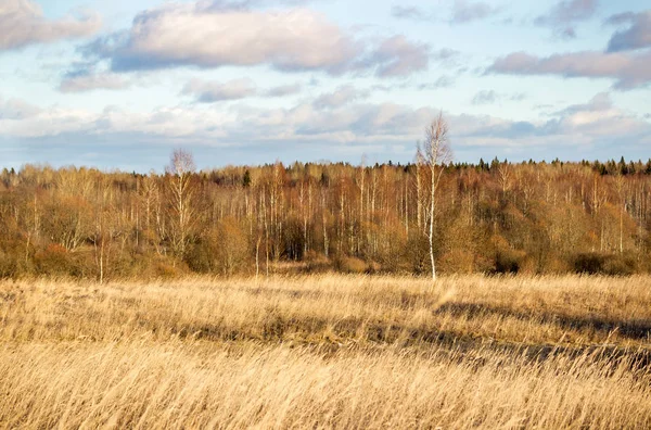 Landscape with field — Stock Photo, Image