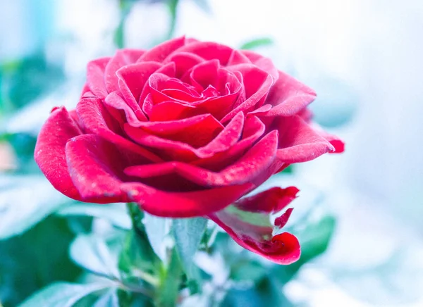 Luxurious red rose — Stock Photo, Image