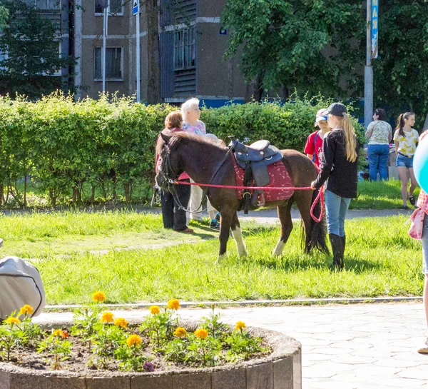 Ponnyer på stadens internationella barndag — Stockfoto