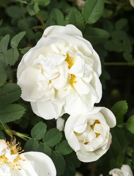 Rosa Spinosissima, Scotch rose, bush — Stock Photo, Image