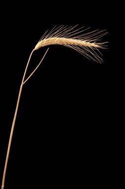 Çavdar viskisi kulağı siyah üzerine izole edilmiş.