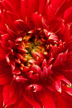 Red Dahlia, kapat.