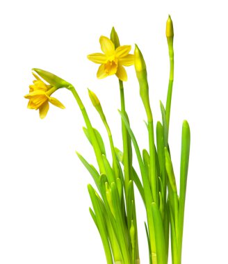 Narcissus beyaz üzerine izole