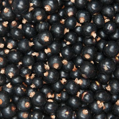 bir sürü lezzetli siyah frenk üzümü