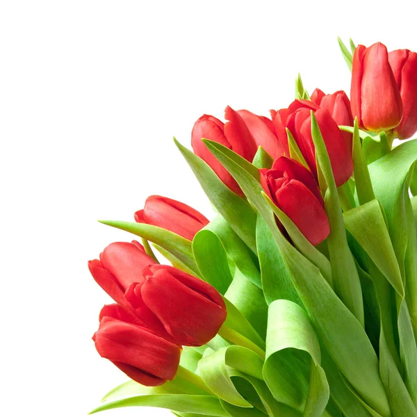 Rode Tulpen Geïsoleerd Wit — Stockfoto