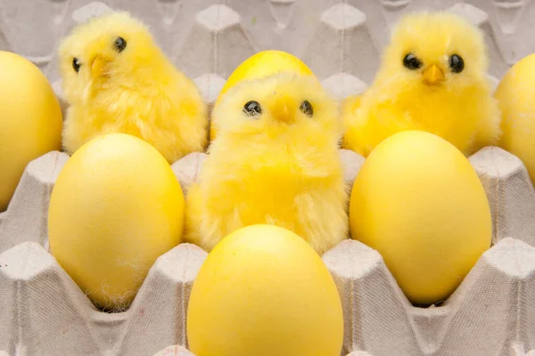 Pollos Amarillos Caja — Foto de Stock