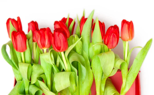 Hermosos Tulipanes Caja Roja — Foto de Stock