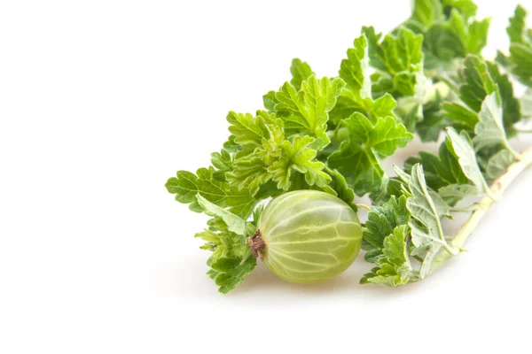 Stachelbeeren Isoliert Auf Weiß — Stockfoto