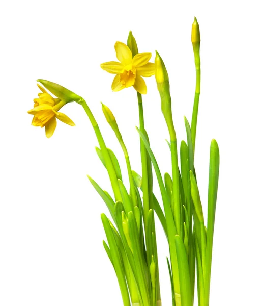 Narcissus Beyaz Üzerine Izole — Stok fotoğraf