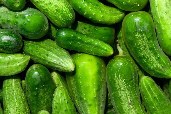 Bir Sürü Yeşil Salatalık Arka Plan — Stok fotoğraf