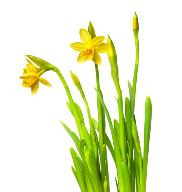 Narcissus beyaz üzerine izole