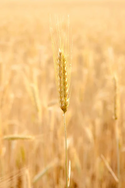 Jeden Jeden Hrot Poli — Stock fotografie