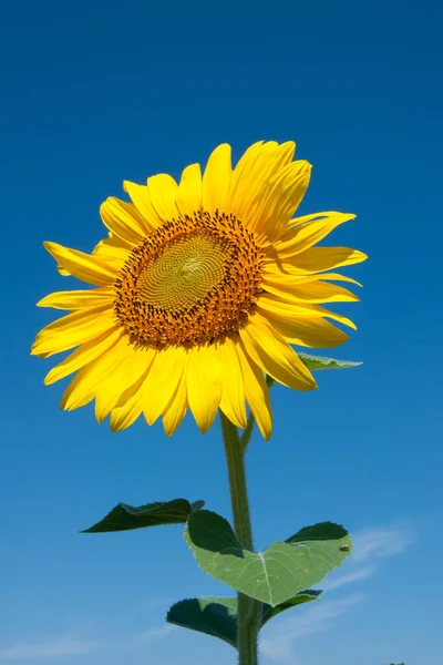 Tournesol Sur Ciel Bleu — Photo