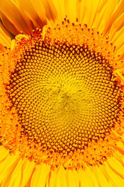 Grande Amarelo Girassol Macro Closeup — Fotografia de Stock