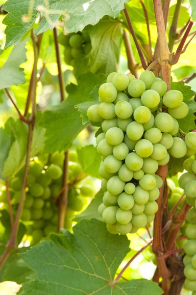 Takgroene Wijnstok Tuin — Stockfoto