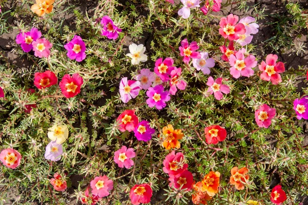 Hermosas Flores Verdolaga Fondo — Foto de Stock