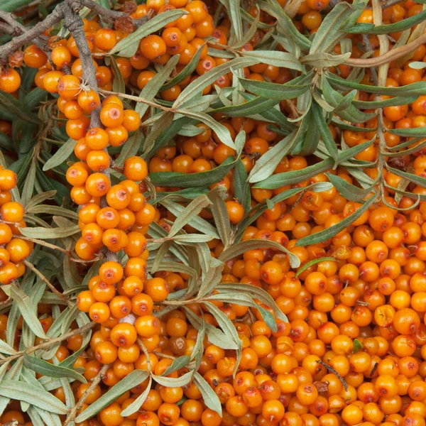 Olivello Spinoso Arancione Con Ramoscello Verde — Foto Stock