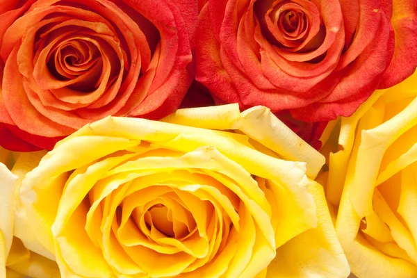 Red Yellow Roses — Stock Photo, Image