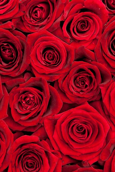 Bellissime Rose Rosse Sfondo — Foto Stock