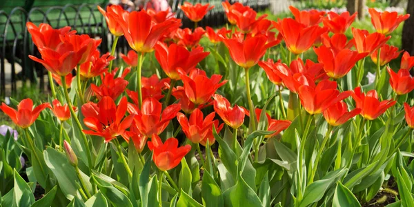 Hermosos Tulipanes Rojos Aire Libre —  Fotos de Stock