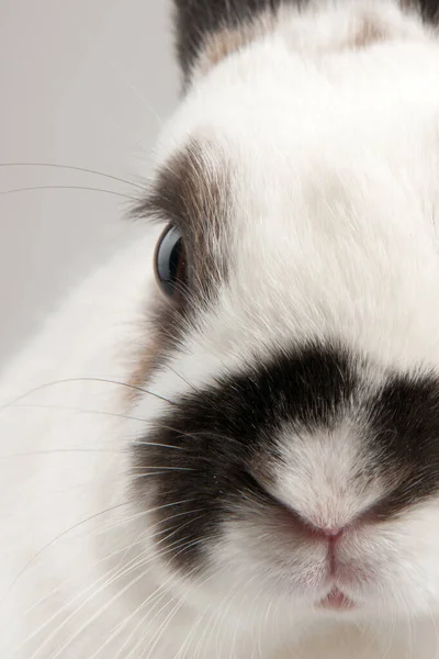 White Rabbit Blask Spots — Stock Photo, Image