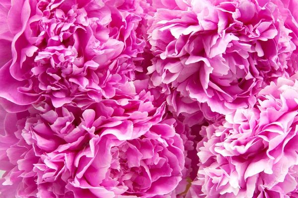 Background Beautiful Bouquet Peonies Royalty Free Stock Images