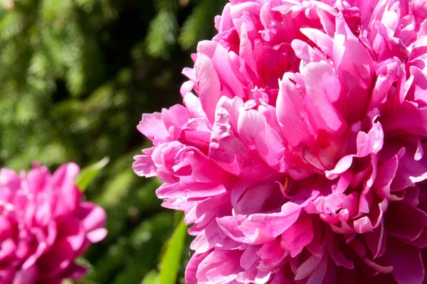 Bonito Pione Rosa Natureza Imagens Royalty-Free