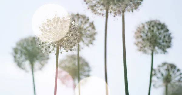 White Allium circular globe shaped flowers blow in the wind — Stock Image White Allium circular globe shaped flowers blow in the wind Royalty Free Stock Images