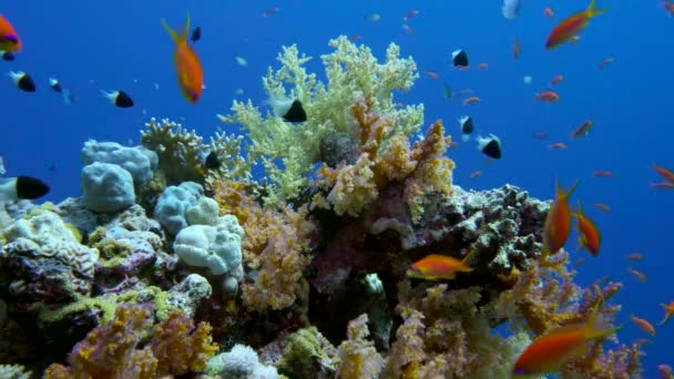 Színes halak a pezsgő korall-zátony, Vörös-tenger