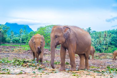 Bir elephan yürüyor