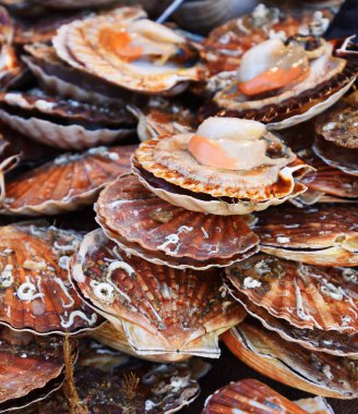 Ham Kraliçe tarak (lat. Aequipecten opercularis)