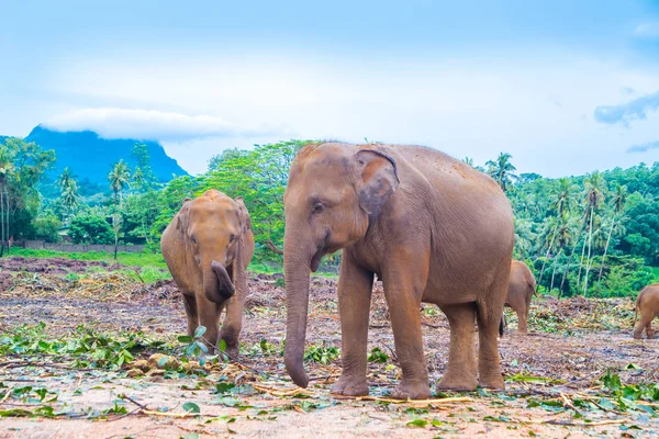 Elefanit kävelevät. — kuvapankkivalokuva