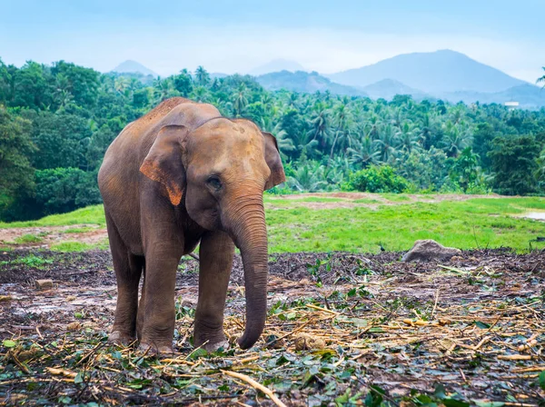 Egy elephan séta — Stock Fotó