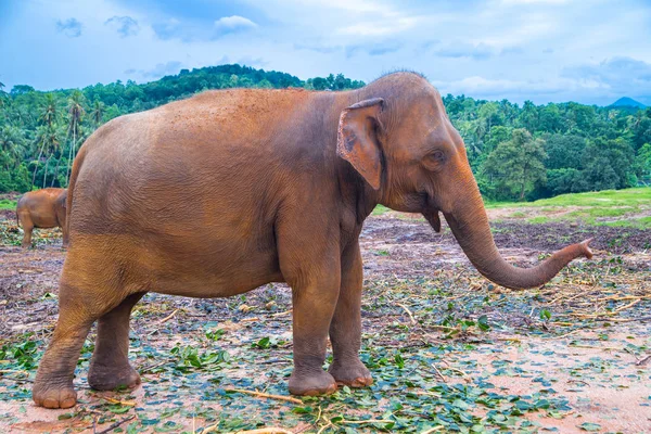 Egy elephan séta — Stock Fotó