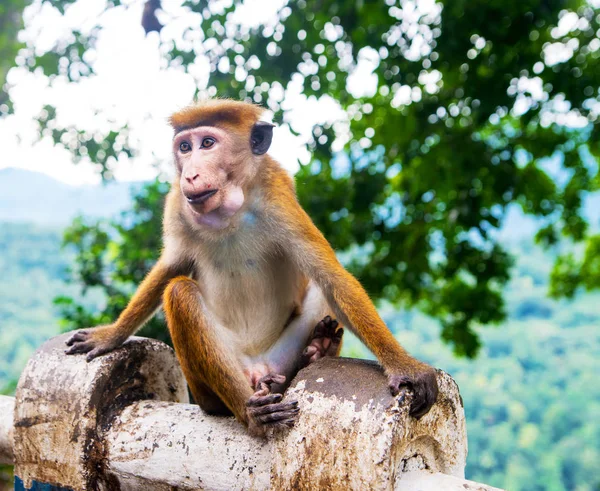 Orangefarbener Affe Sitzt Draußen Auf Zaun — Stockfoto