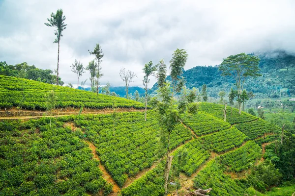 Plantacja herbaty się drzew. Piękny krajobraz. Sri Lanka — Zdjęcie stockowe