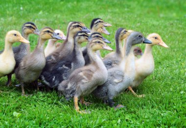 küçük ducklings yeşil çimen 