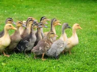 küçük ducklings yeşil çimen 