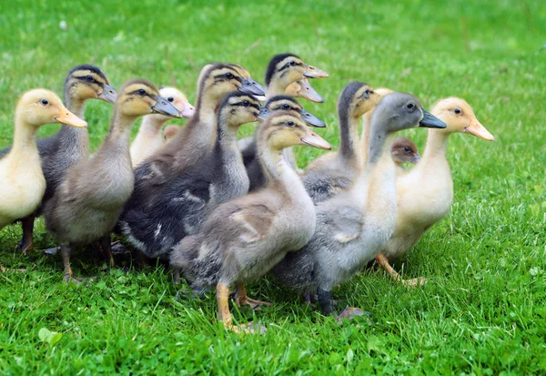 Pequeños patitos hierba verde — Foto de stock gratis