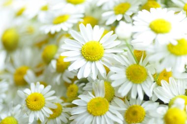 Yeşil çim güzel çayır