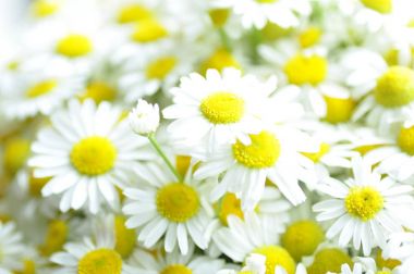 Güzel vahşi camomiles