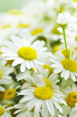 Güzel vahşi camomiles