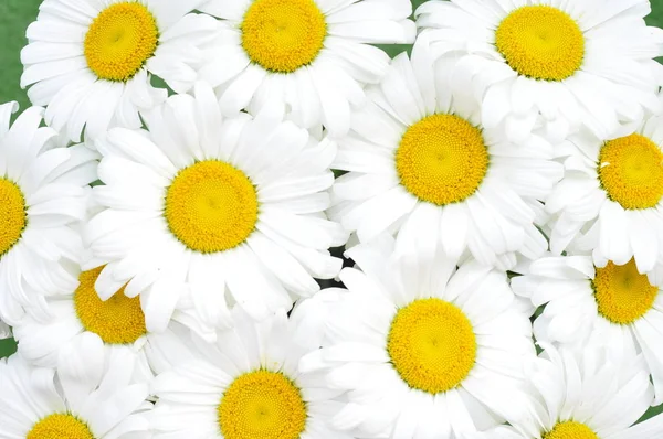 Naturaleza manzanillas flores — Foto de stock gratis