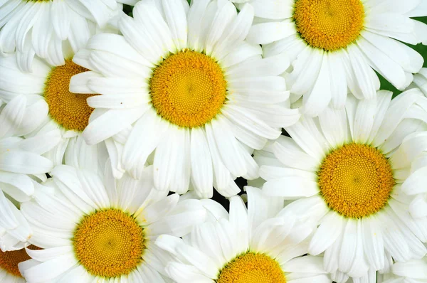 Natur Kamillenblüten — Stockfoto