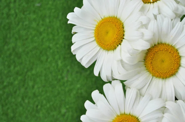 Schöne Wiese mit grünem Gras — Stockfoto