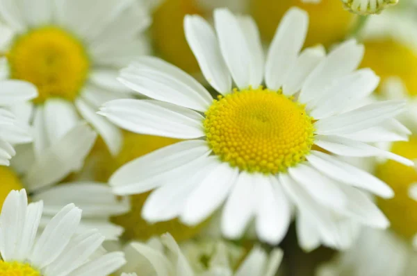Характер квіти ромашки — стокове фото