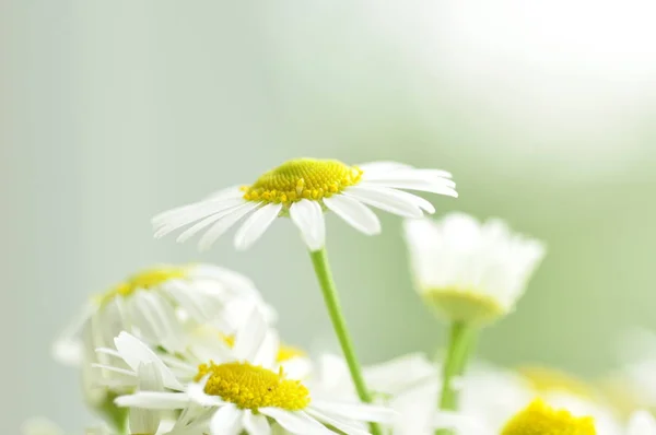 Krásné divoké camomiles — Stock fotografie zdarma