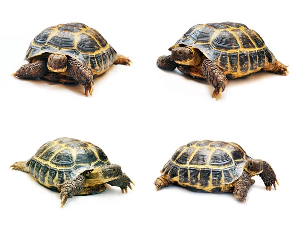 Conjunto Tortugas Grandes Diferentes Ángulos Aislados Sobre Fondo Blanco —  Fotos de Stock