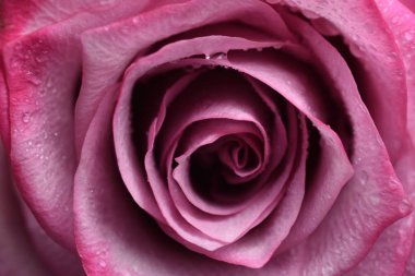 Güzel pembe gül, yakın çekim.